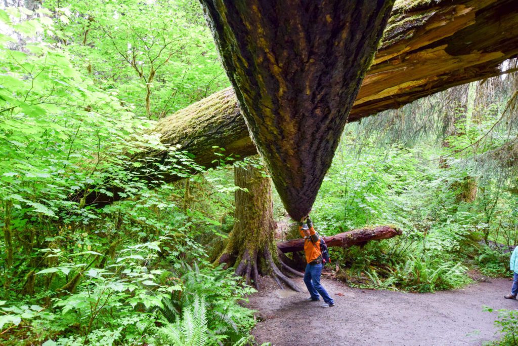 Scott holding up a log in Hoh Rainforest