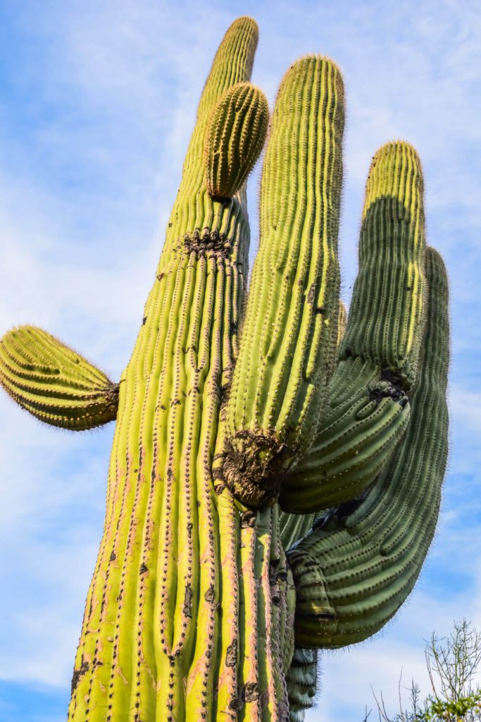 Saguaro cactus - Tucson