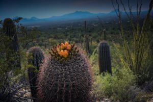 Read more about the article A Great 3-Day Trip To Tucson