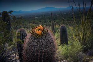 Cactus in Tucson