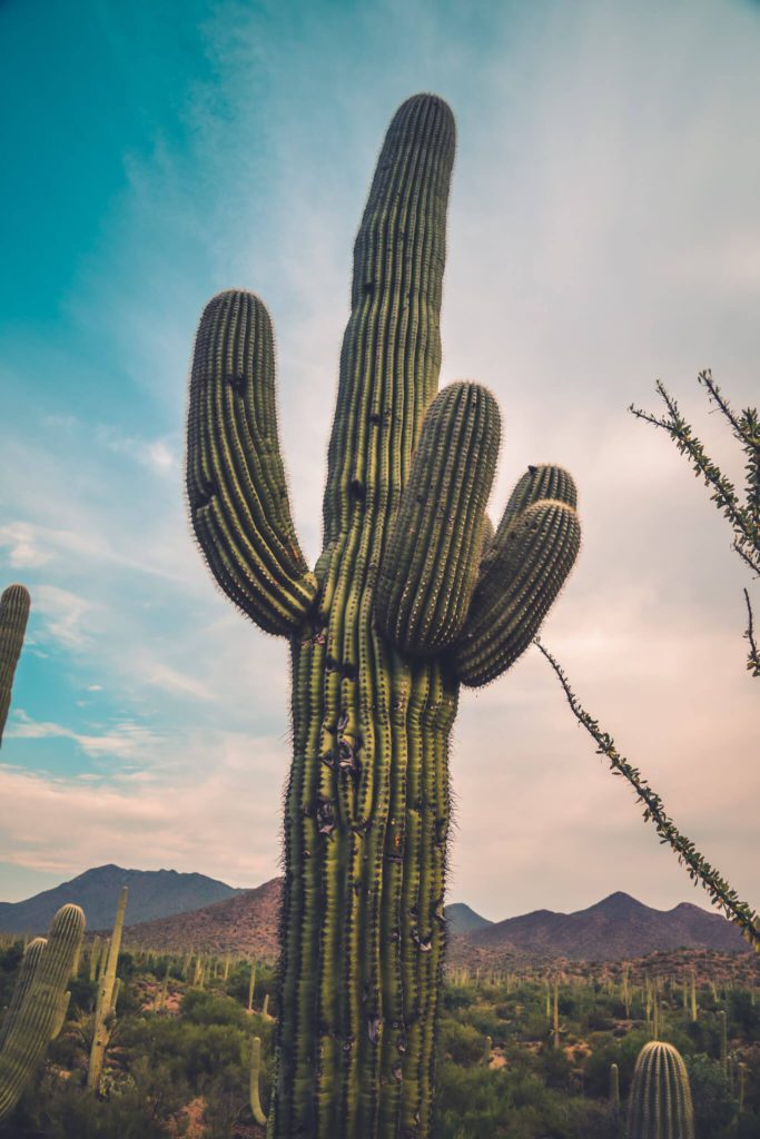 Saguaro Cactus