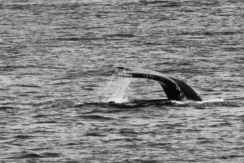 humpback whale tail with barnacles