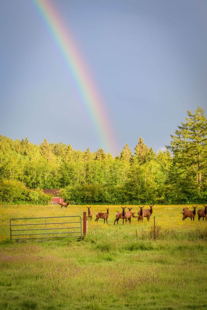 Elk at the end of a rainbow - Olympic Peninsula