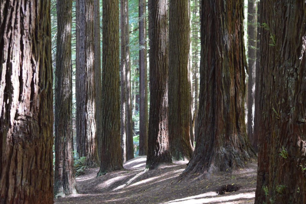 Otway Redwoods