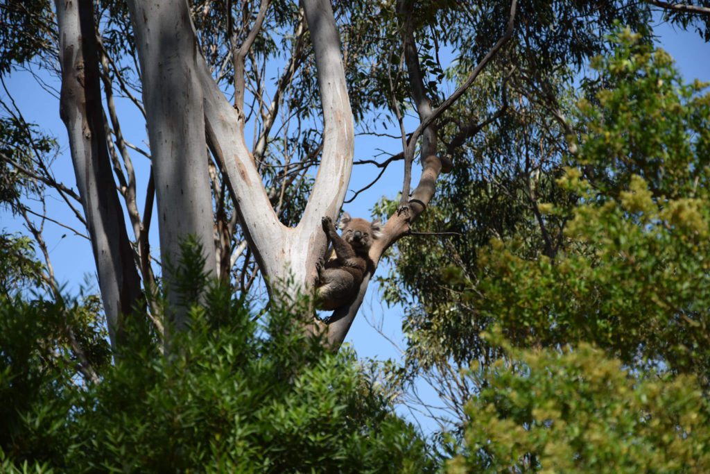 Koala