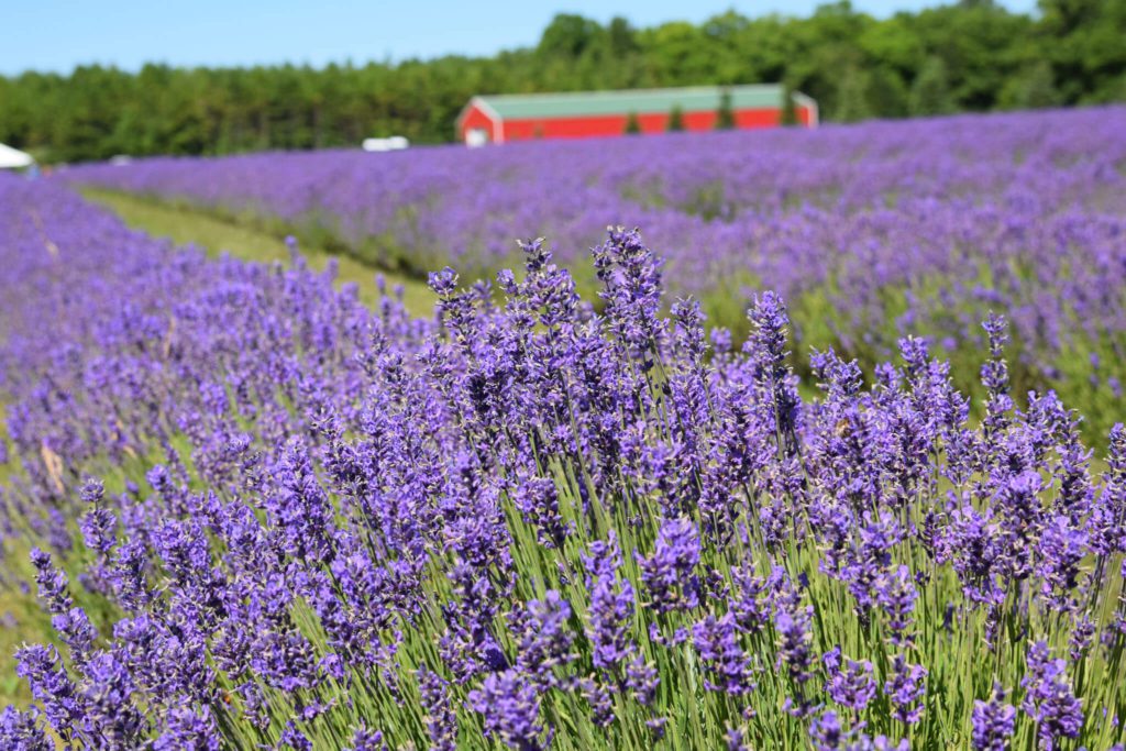 Fragrant Isle Lavender Farms