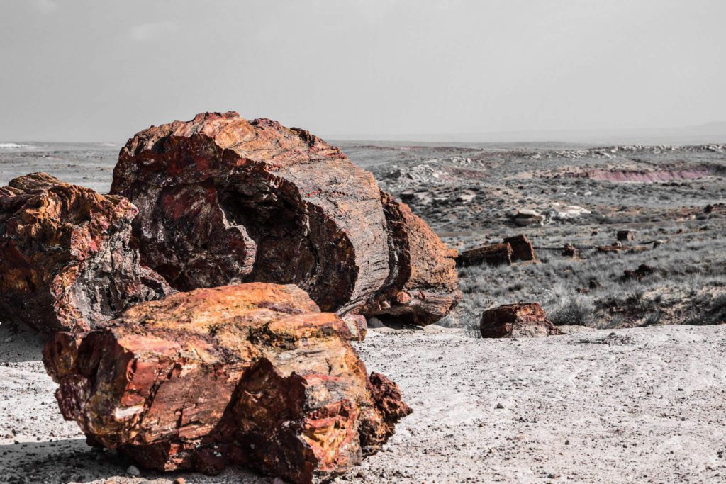 Petrified Forest National Park