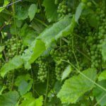 The Best Wisconsin Wineries