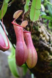 can you cycle in kew gardens
