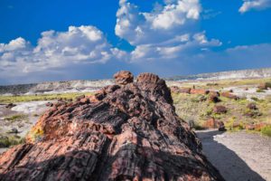 Giant Logs Trail - Petrified Forest National Park