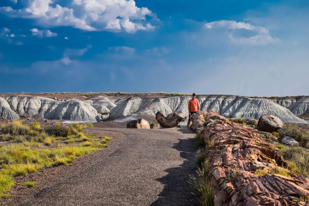 Crystal Forest - Petrified Forest National Park