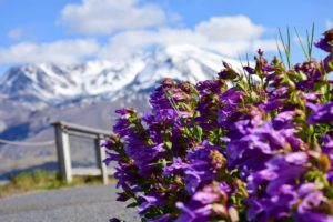 Read more about the article Fun things to do in Mt St Helens in a Day