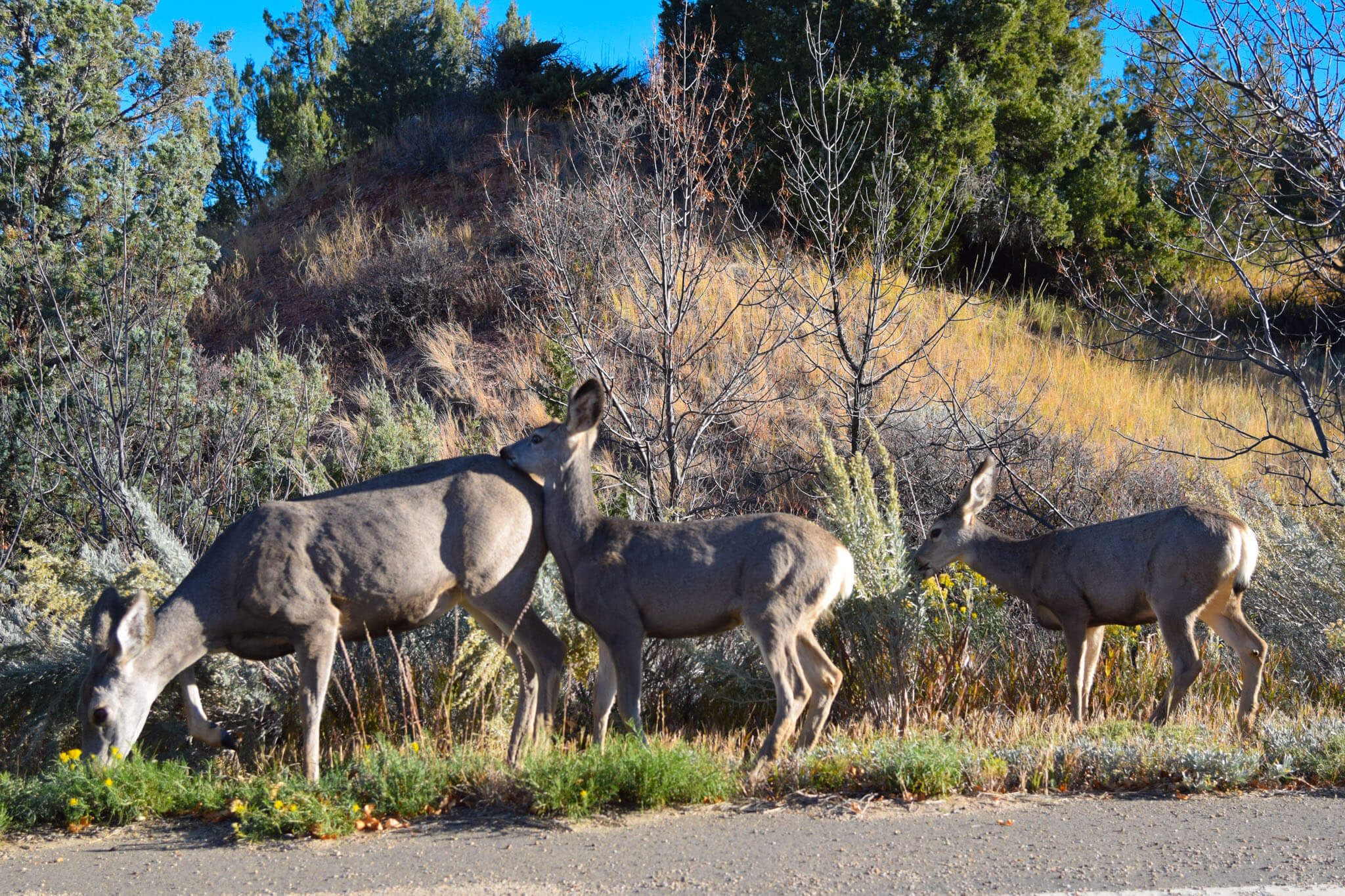 Plan Your Visit to Theodore Roosevelt National Park - A Couple Days Travel