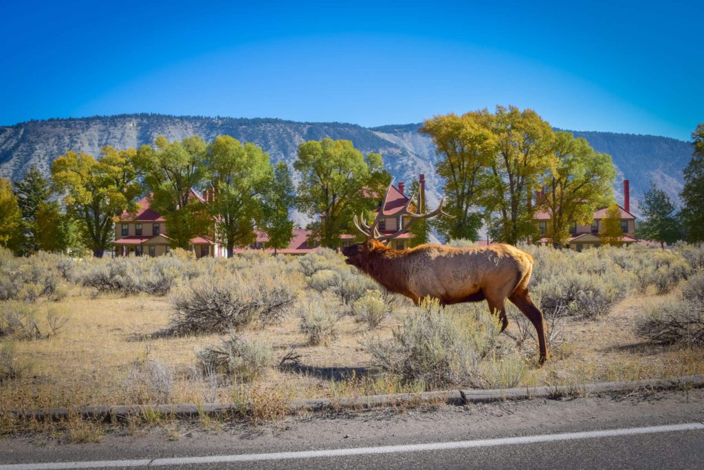 Elk on road