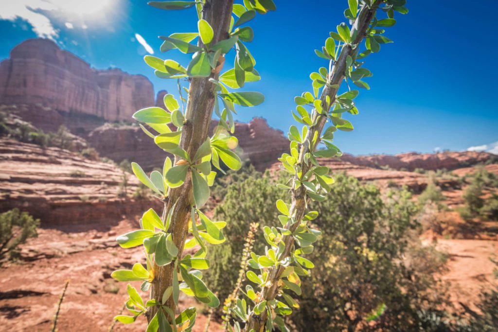 Sedona