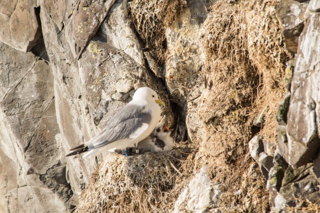 Seagulls also nest in the cliffs below the puffins