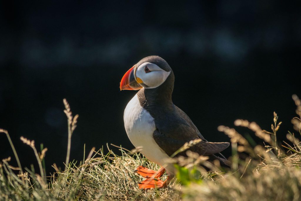 The Best Place to See Puffins in Iceland