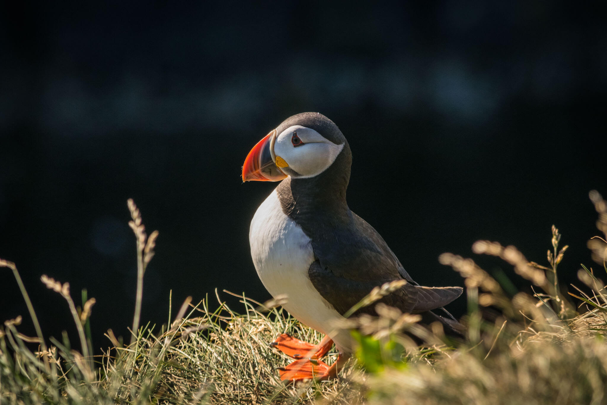 Puffins in Iceland  Borgarfjörður eystri