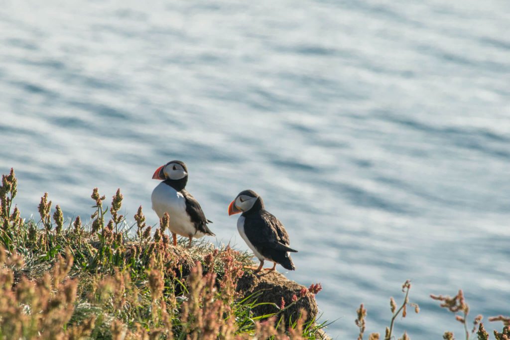 Puffins in Iceland  Borgarfjörður eystri