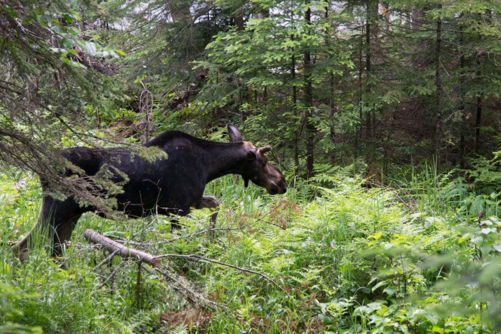 moose on trail - we are in the woods