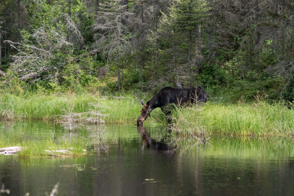 moose drinking from lake