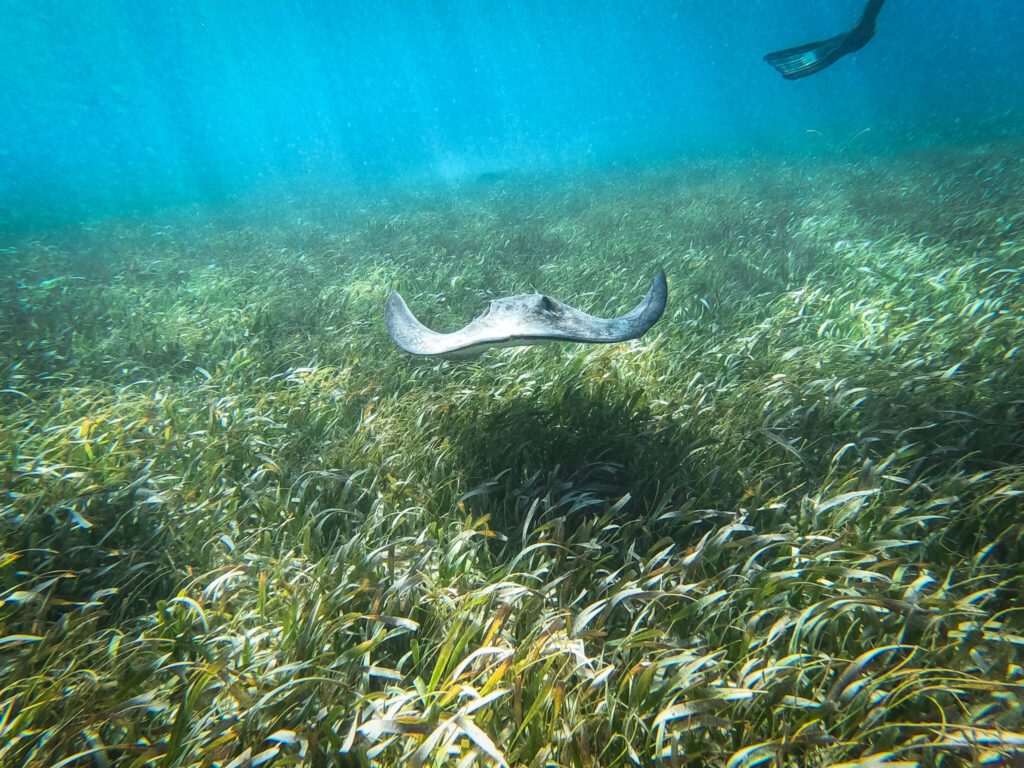 spotted eagle ray