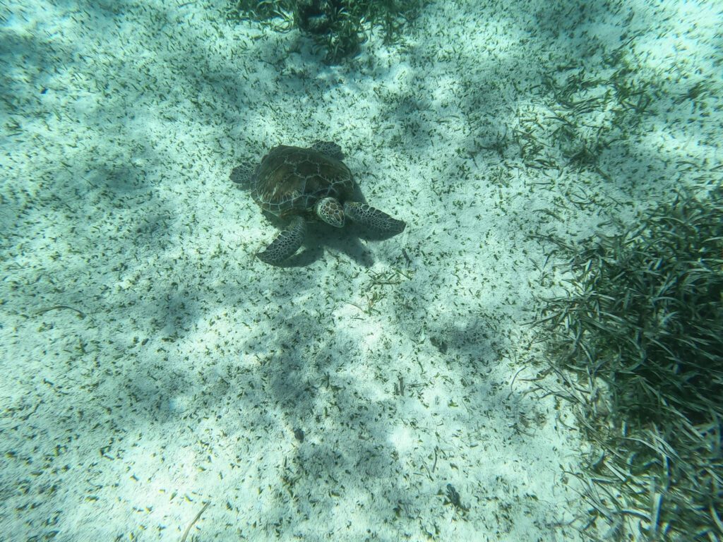 sea turtle