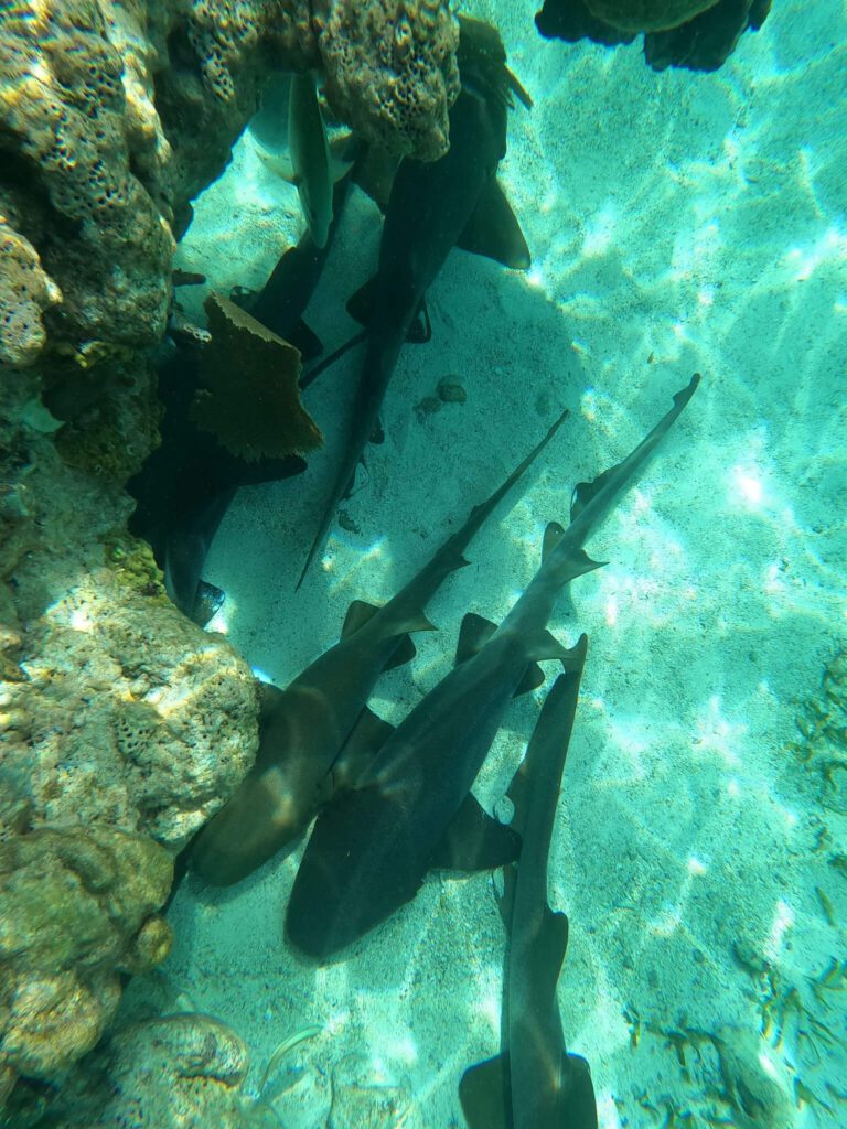 Nurse sharks