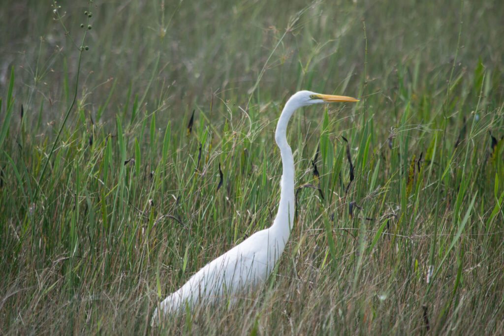 Great Egret