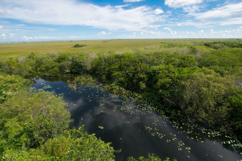 Everglades - from observation tower