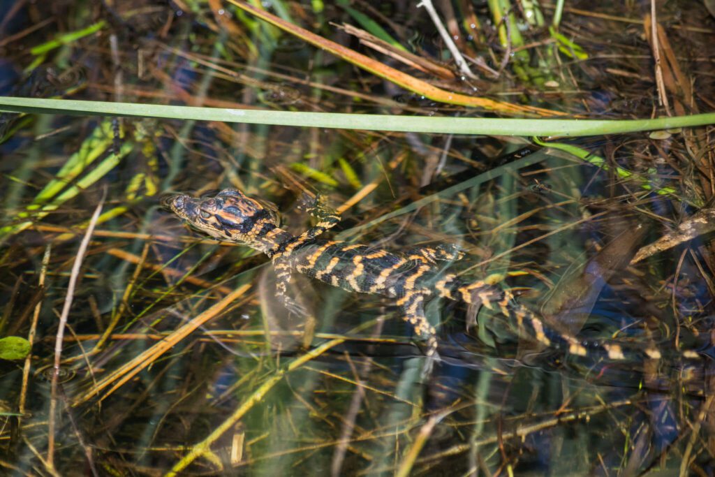 baby alligator