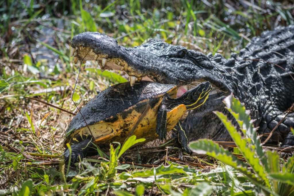 Alligator eating a turtle