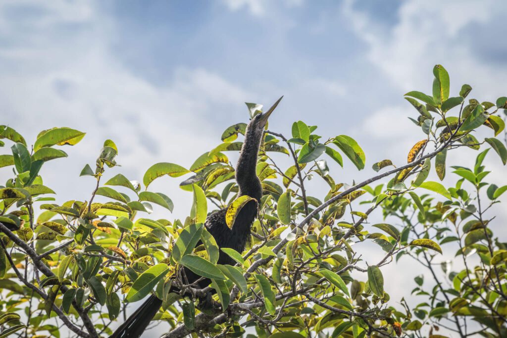 Anhinga in Everglades