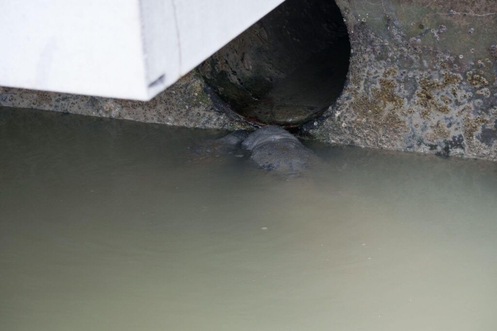 Manatee