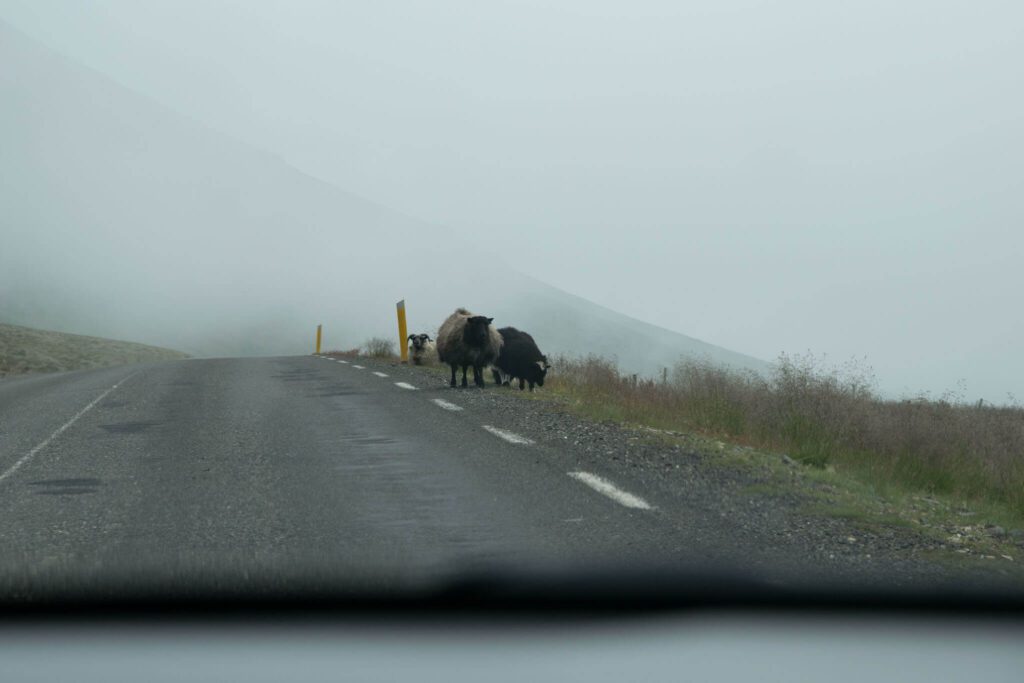 Icelandic road sheep