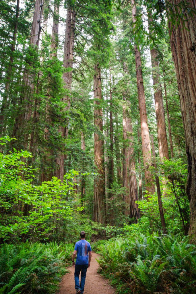 Redwoods National Park`