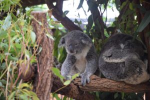 Read more about the article Lone Pine Koala Sanctuary: What You Need To Know