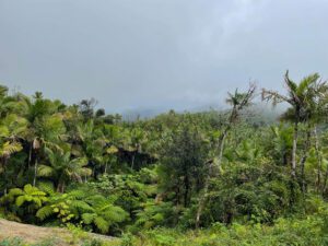 El Yunque forest