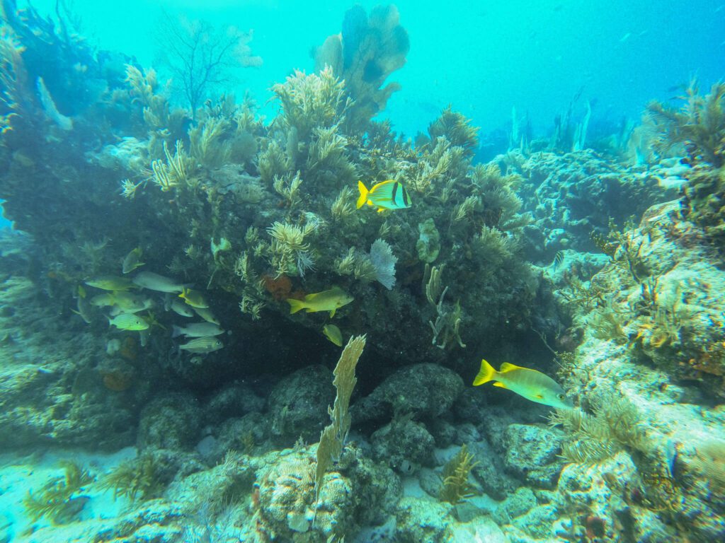 Florida Reef