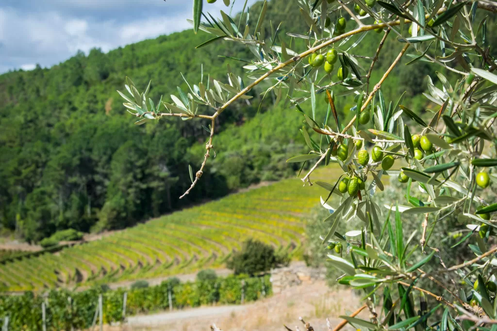 Douro Valley olives