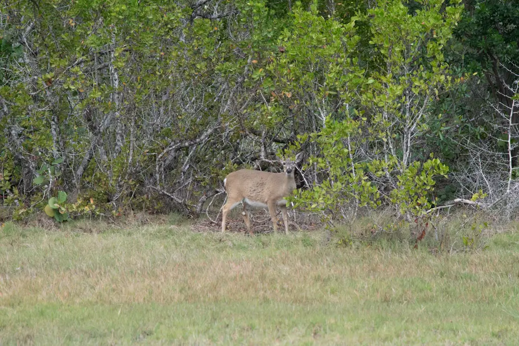 Key deer