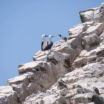 The Ultimate Guide To Visiting The Ballestas Islands 