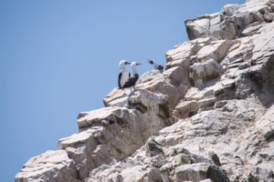 Ballestas Islands