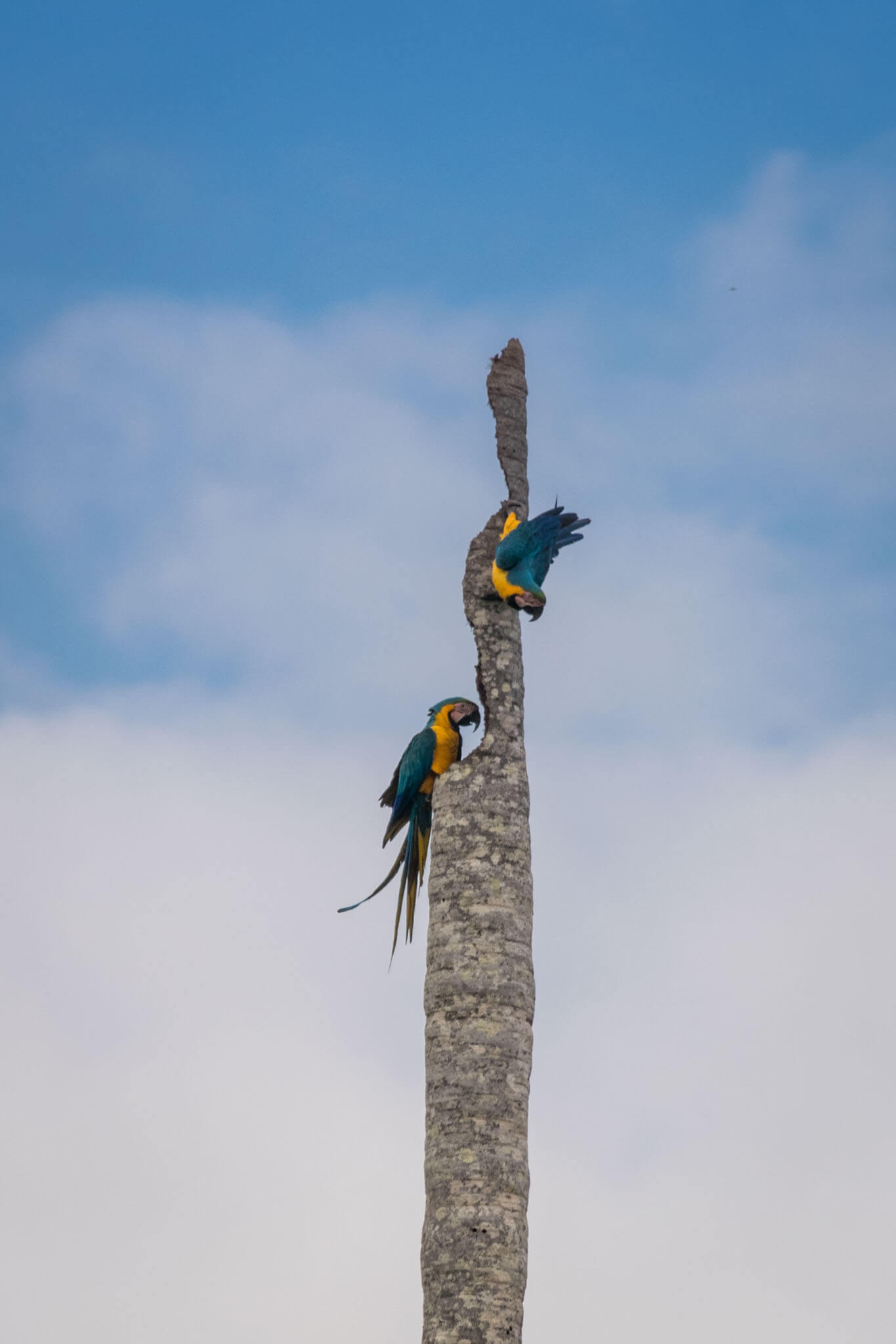 macaws