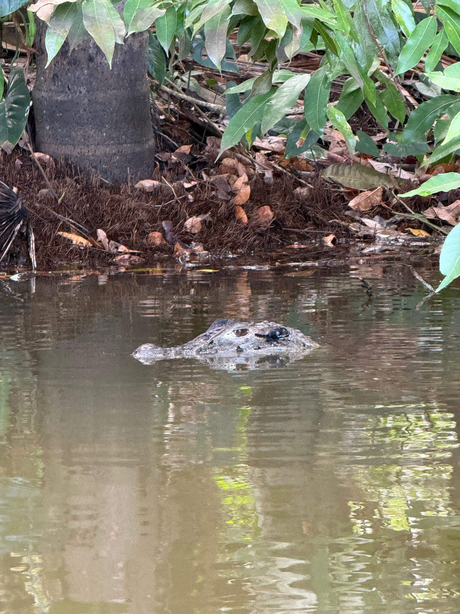 Black caiman