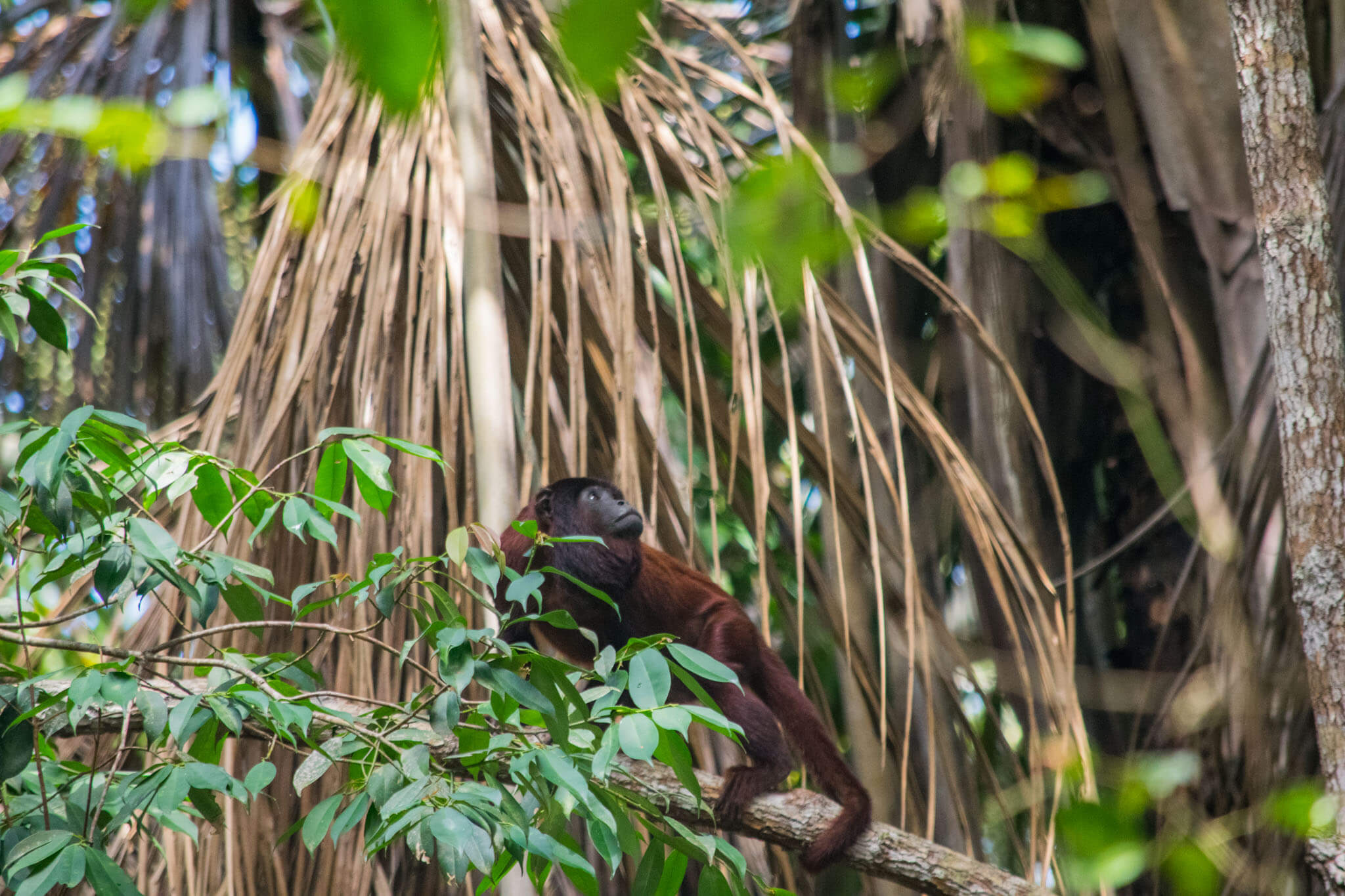 Read more about the article The Ultimate Amazon Rainforest Packing List