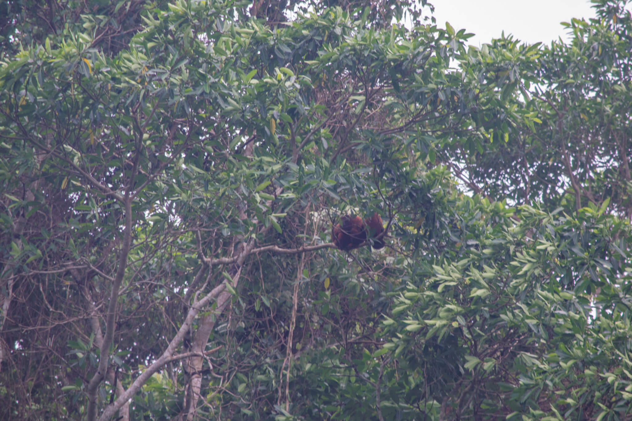 Howler monkeys