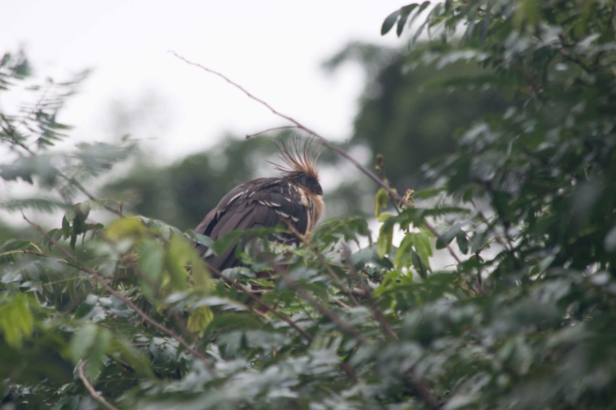 hoatzin
