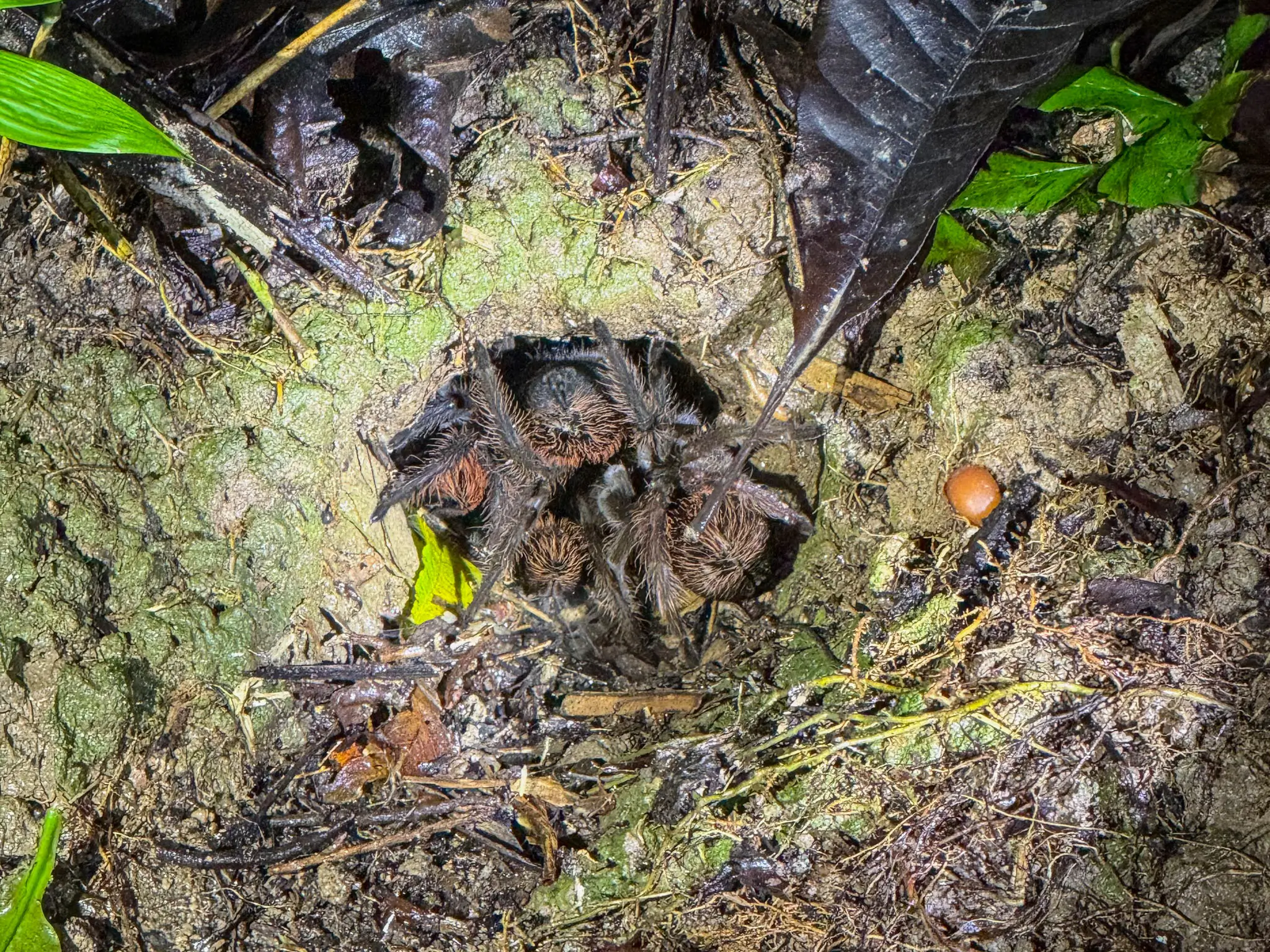 tarantula with babies