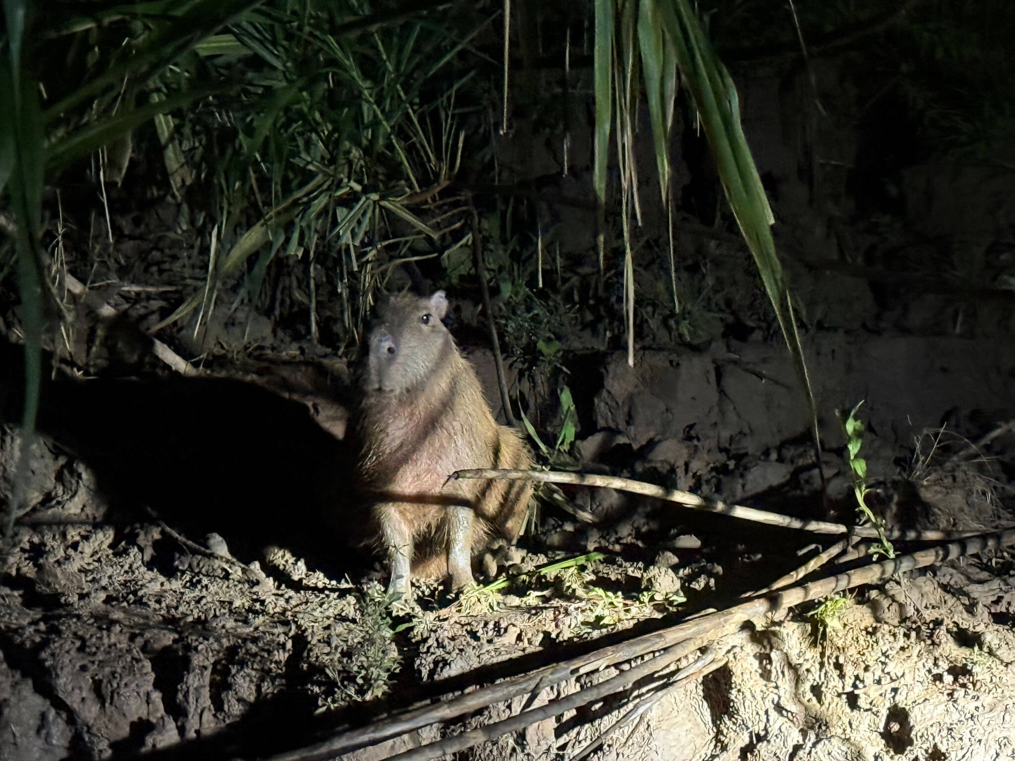 capybara